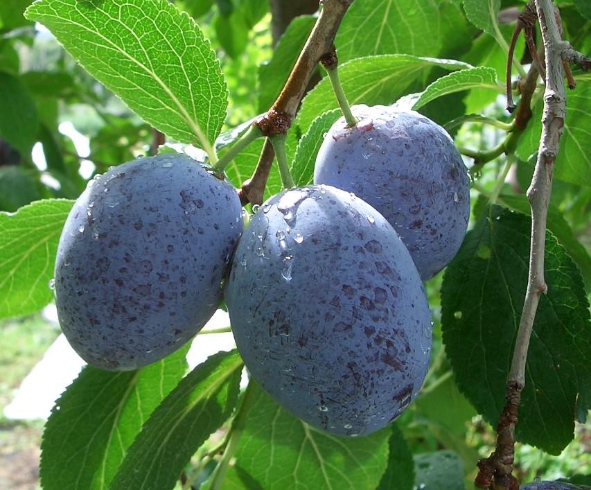 佐久穂町 | 佐久穂町のプルーンのご紹介