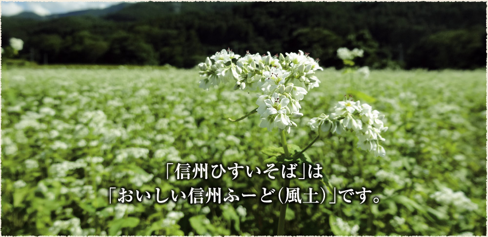 「信州ひすいそば」は、「おいしい信州ふーど（風土）」です。（満開のひすいそば畑）