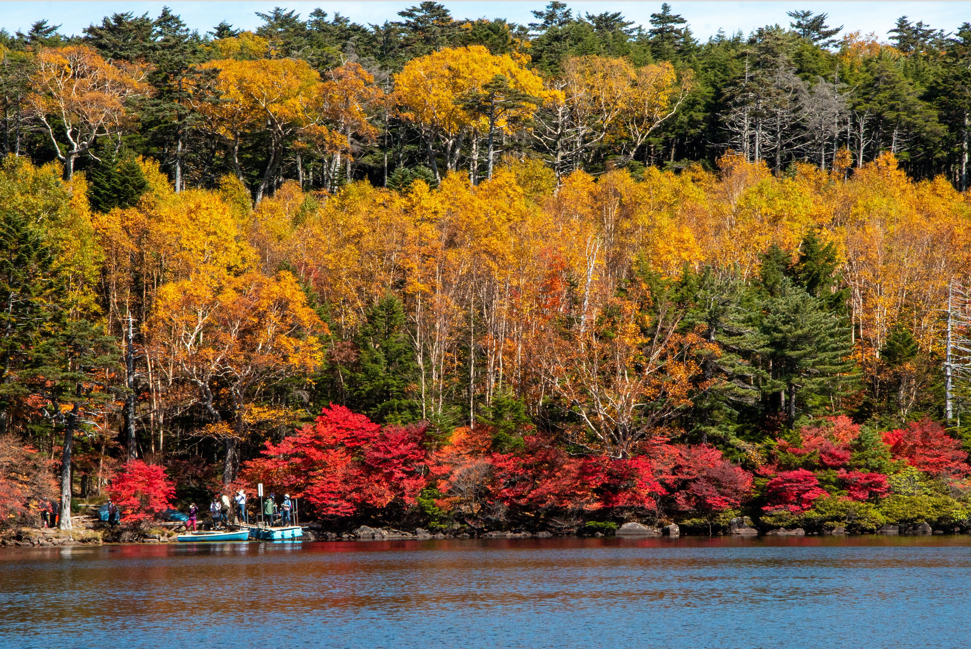白駒池の紅葉
